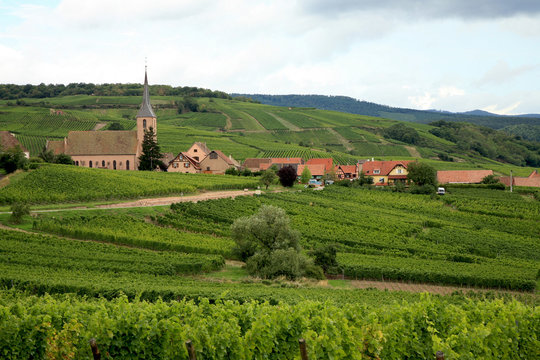 Vineyard - France, Alsace