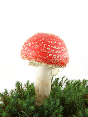 Fly agaric