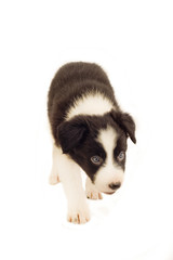 Pedigree Border Collie Pup