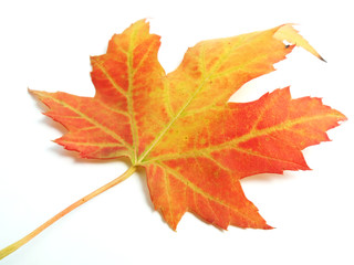 Fallen maple leaf isolated on white background