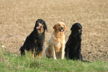 trio de hovawart dans un champs