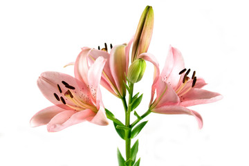 Lilies isolated on white