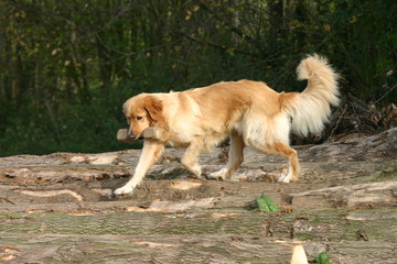 Hovawart beige jouant avec une haltère en bois