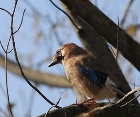 Garrulus glandarius - bird