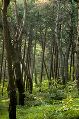Obraz premium Wald in Korea