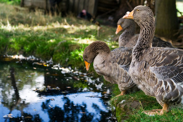 the gray geese by pond