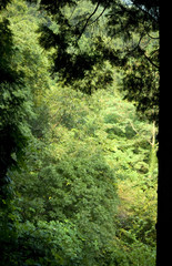 Obraz premium Wald in Korea