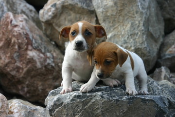 jack russell terrier dans les pierres