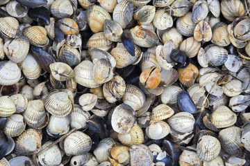 Muscheln am Strand von Sylt