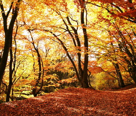 Obrazy na Plexi  Jesienna scena