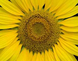 Obraz premium Sunflower