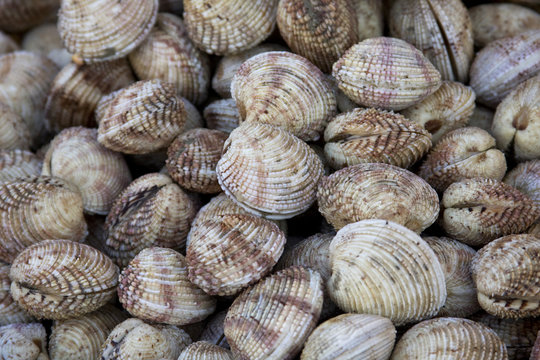 Coquillages praires