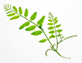 young  acacia branch with green leafs on white background