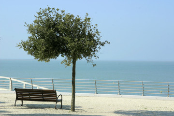 un banc sous un arbre au bord de l'océan atlantique