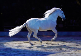 Obraz na płótnie Canvas Weißes Pferd im Rampenlicht