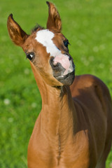 Sweet Foal - Süßes Fohlen