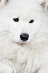 Portrait of the white husky close up