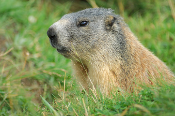 Portrait de Marmotte