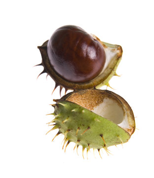 Chestnut isolated on white background