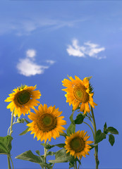 sunflowers