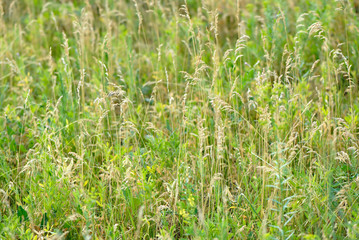 meadow plants on  green background, summer