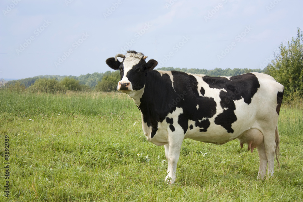 Wall mural cow, with milk