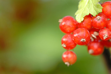 red currant on  green background
