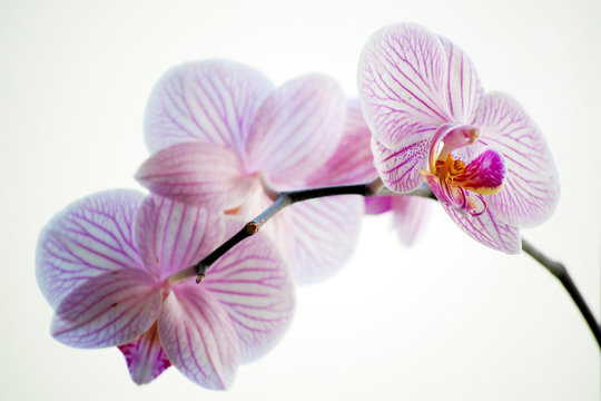 Orchidee