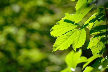 green leaves of covered by  sunlight,  close up