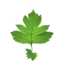 Fototapeta premium Leaf on a gleam, capillaries of a leaf are visible.