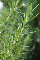 Fresh Rosemary