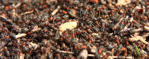 Working ants with egg in the forest