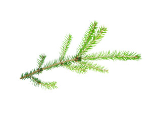green fir branches with space for your text isolated