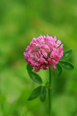 Beautiful blooming clover on green grass