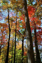 Autumn Trees