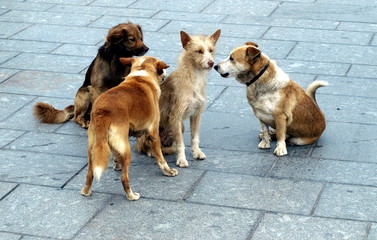 Strassenhunde
