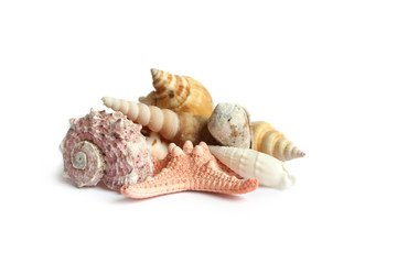 Small heap of seashells on a white background