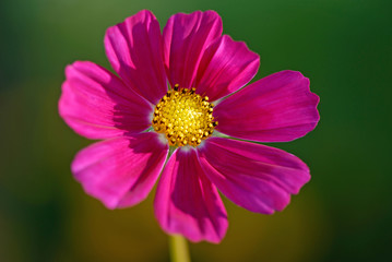 Fototapeta premium pink flower in garden on green background