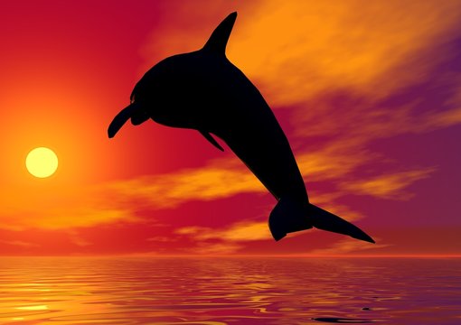 dauphin au soleil couchant