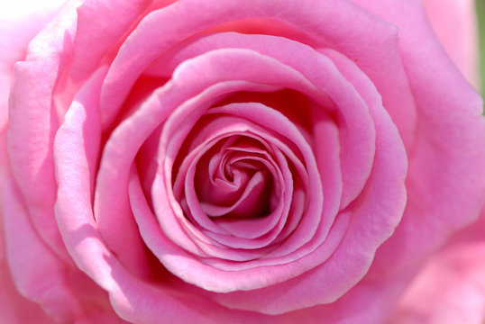 close up, flower of  pink rose