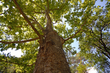 green plane-tree tree in park, summer