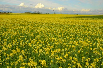 YELLOW FIELDS