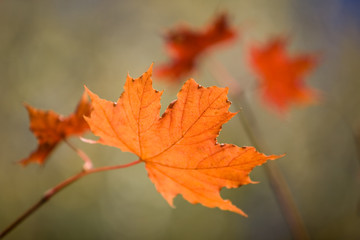 Maple leaf in beautiful autumn color