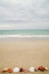 beautiful shells on very nice beach,