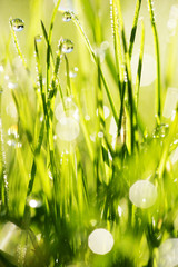 close-up of grass with dewdros, very shallow focus............