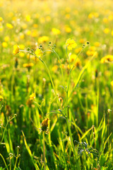 beautiful spring flowers