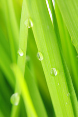 close-up of green grass...........