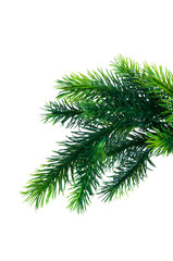 Close up of fir tree branch isolated on white