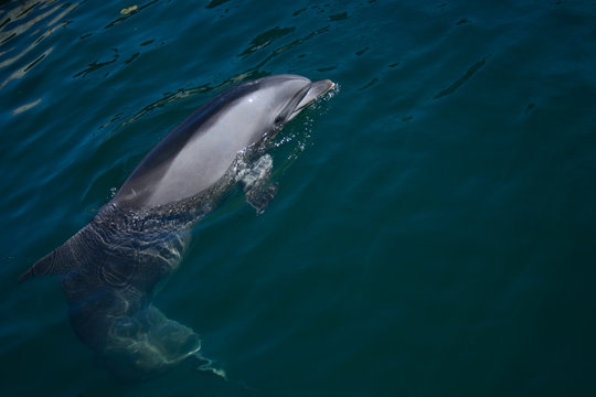bottlenose dolphin looking out the water in pirouette