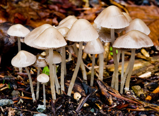 Little mushrooms